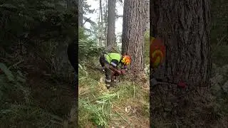 Maungawaru Logging Ltd, Wayne Henman With the BaSt-Ing Mechanical wedges