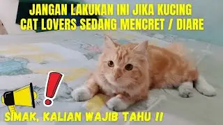 Hal Yang Harus di Hindari Saat Kucing Mengalami Mencret / Diare