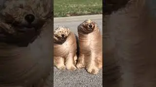Sweetest Dog Moments Caught on Camera 📸🐾 #HeartwarmingDogs #CutePets