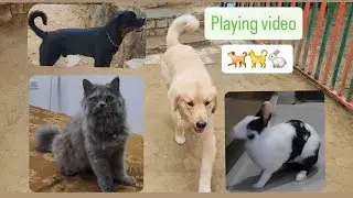 Dogs playing: Episode 16 Ms dog boarding house dog cat rabbit video #funny #viral #dog #cat #rabbit