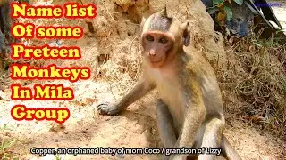 Name list of some Preteen monkeys in Mila group