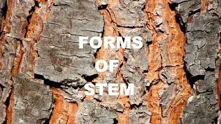Forms of Stem