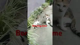 family cat🙀😻bonding time #trending #millionsviews #catlover #shortsfeed #shortvedio #viralvideo
