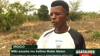 ENSIGO: Wiiki esooka mu kulima Water Melon