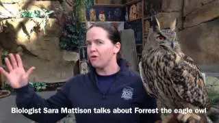 Forrest the eagle owl