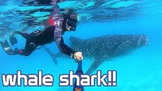 Oslob Philippines - EPIC Whale shark Encounter