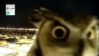 Weather camera shows owl staring into lens