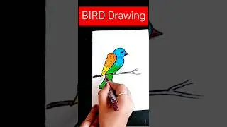 Bird Drawing | easy Bird Drawing | bird colouring | #art #colours #shorts #viralvideo #creative
