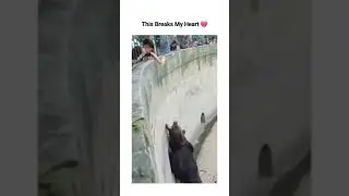 Why would you do this..🥺 #shorts #life #status #suhailizumi #suhailahmad #sad #music #animals #scene