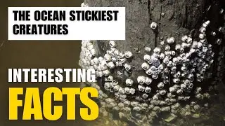The Ocean Stickiest Creature Barnacles | Interesting Facts | The Beast World