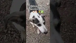 bejubano ki Seva hamesha kiya karo 🐶🐕🙏 #helpmehelpyou #straydog #youtubeshorts #helpvoiceless 🐶💯🔥🙏✅