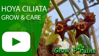 Hoya ciliata - grow & care (черная хойя)