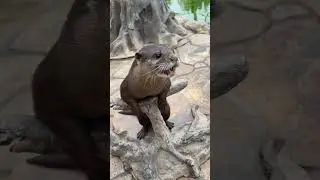 Funny otter