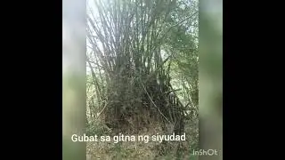 Gubat sa gitna ng siyudad