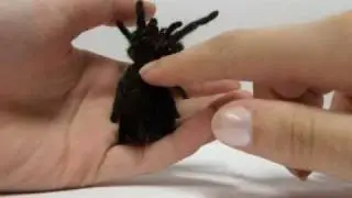 Tickle me Brazilian Black (G.Pulchra)
