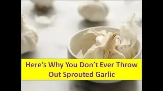 Don&rsquo;t Ever Throw Out Sprouted Garlic  Here&rsquo;s Why - Medical News Today