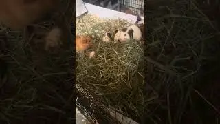LA 400 Guinea Pig Situation 