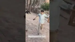 Sloth Bear Spotted Inside Ranthambore Fort: A Rare Encounter #shorts #ytshorts #shortsfeed