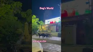 Awareness for all #dog #animallife #doglove #funny #doglife #love #india