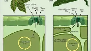 Photosynthesis in Higher plants and C3 and C4 plants difference #Subject: Biology (Science)