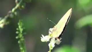 MARIPOSAS - Frotadora esmeralda coluda (Cyanophrys remus)