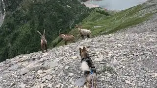 DOG VS MARKHOR