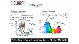 Biology XI | Difference between Absorption spectrum and action spectrum