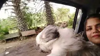 Kiku's day out