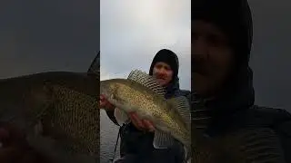 Sch&ouml;ner Speisefisch... | #barschbubenlive auf #Twitch