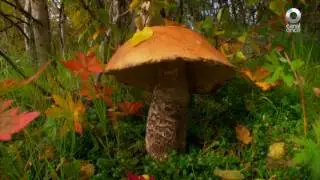 Lo mejor de Naturaleza est&aacute; en Canal Once