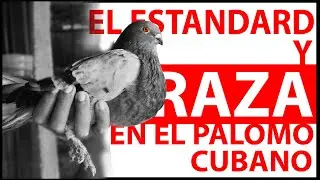 El Estandard y Raza en el Palomo Cubano. Parte 2
