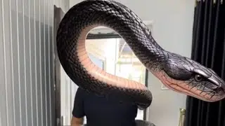 Миссия не выполнена.