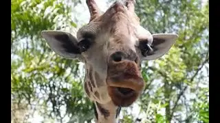 The Savanna Ecosystem - Educational Video for Kids!