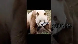 Who Got Sichuan Snub - nosed Panda 7 Zi Riled Up?  #tiktok #shortvideo #panda
