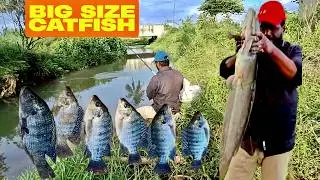 Big Catfish & Tilapia 🎣 | Fishing Video for Status | Best Fishing Clip