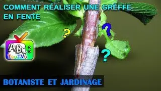 Comment r&eacute;aliser une gr&egrave;ffe en fente?