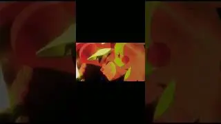 greninja sad moment #pokemon #pokemonshorts