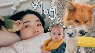 🌱231 Vlog I 우엉이네 방문 (밍고랑 라임😭💛) I 로제떡볶이 I 투어리스트 I 저주토끼 I 시골 일상 I 김갈릭