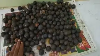 #How do you wash Rudraksha fruit? | How To Clean Rudraksha Fruit | New Rudraksha beads | #RUDRAKSHA