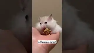 🐹✨ 6 fun facts about these tiny fluffballs #FunFacts #syrianhamster #hamster #cutehamster