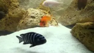 Demason cichlid