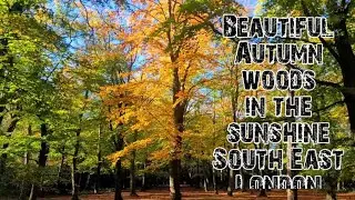 Beautiful Autumn in the sunshine South East London #nature #woods #autumnwoods