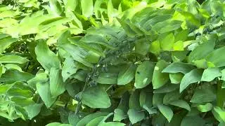 My mom&rsquo;s garden update in summer time #video #youtube #trending #lifestyle #hmong 