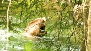 Mother Grizzly & Cub Fish For Salmon at Russian River Alaska