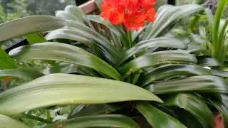 #flowers#clivia#scarlet@kapcoastsunsetcliviaseascapes