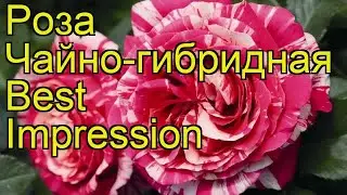 Роза чайно-гибридная Бест Импрессион. Краткий обзор, описание характеристик Best Impression