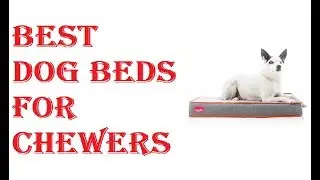 Best Dog Beds For Chewers 2021