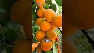 Употребляйте гуаву для повышения уровня витамина С.