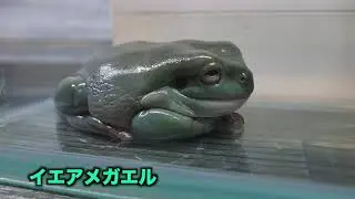 イエアメガエル日中のルーティン