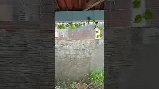 Reflex&atilde;o do dia #reflexcao #plantas #guerraepaz #pets #guerreirodapaz #cachorro #pazeterna #eradapaz
